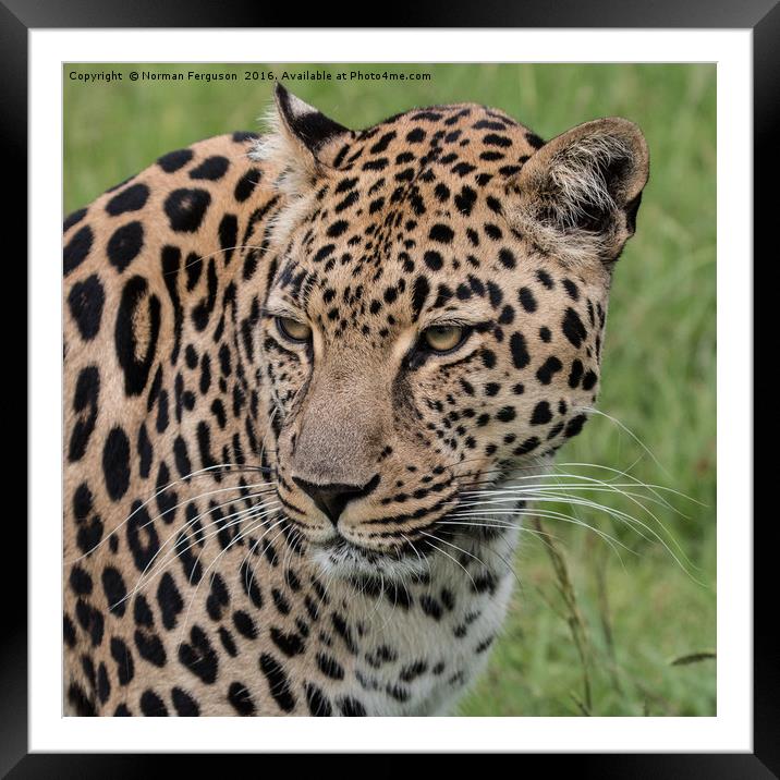 Leopard up close Framed Mounted Print by Norman Ferguson