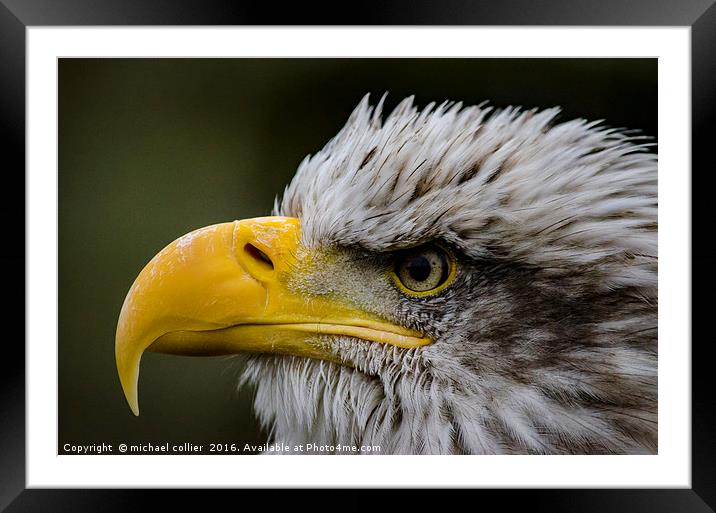American Bald Eagle Framed Mounted Print by michael collier