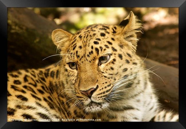 Amur Leopard Framed Print by Darren Johnson