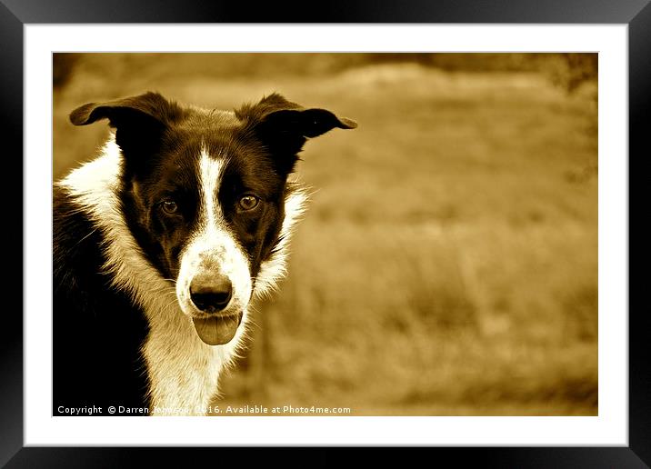 Border Collie Farm Dog Framed Mounted Print by Darren Johnson