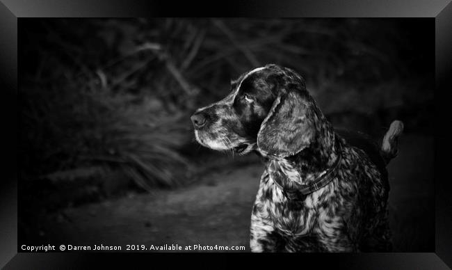 A Dog Intrigued  Framed Print by Darren Johnson