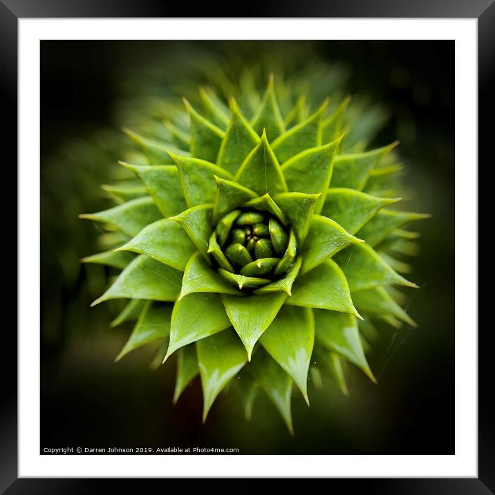 Monkey Puzzle Framed Mounted Print by Darren Johnson