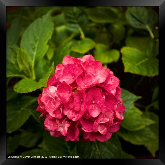 Pink Hydrangea Framed Print by Darren Johnson