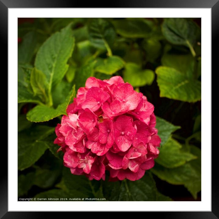 Pink Hydrangea Framed Mounted Print by Darren Johnson