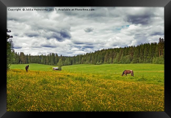 Two Horses On A Summer Field Framed Print by Jukka Heinovirta