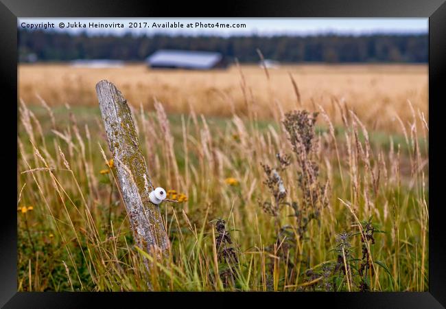 Lonely Pole In The Fields Framed Print by Jukka Heinovirta
