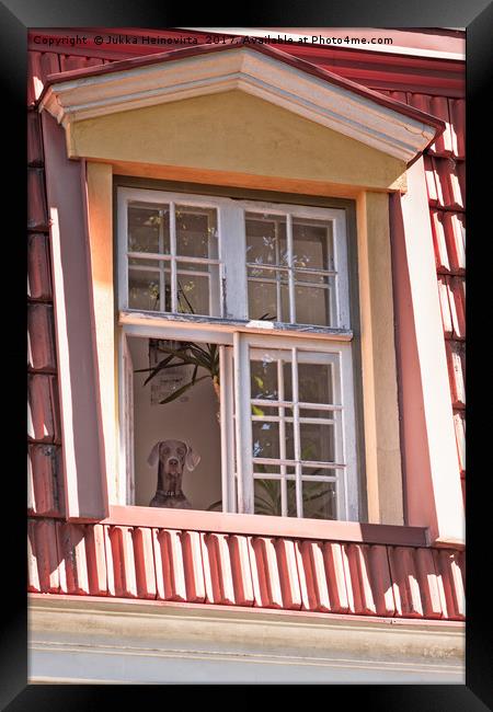 Dog Looking Out The Window Framed Print by Jukka Heinovirta