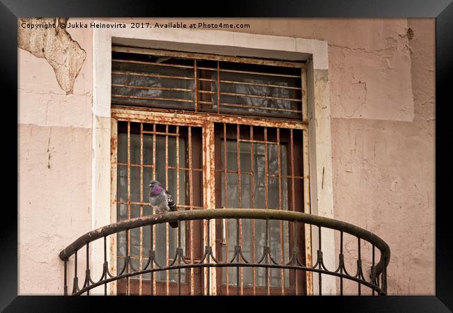Pigeon Watching The Street Framed Print by Jukka Heinovirta