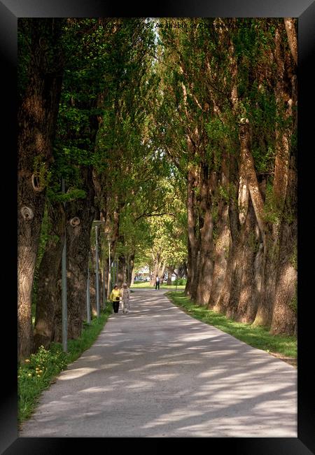 Old Ladies Walking In The Park Framed Print by Jukka Heinovirta