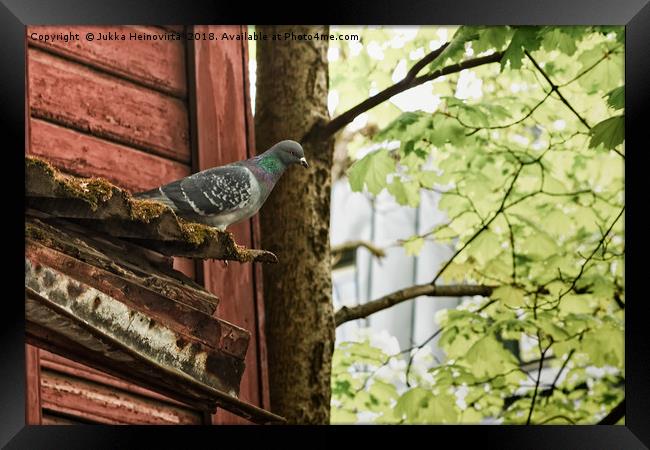 Pigeon Watching Over The Street Framed Print by Jukka Heinovirta