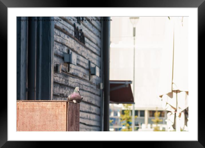 Pigeon Sitting On A Wooden Box Framed Mounted Print by Jukka Heinovirta