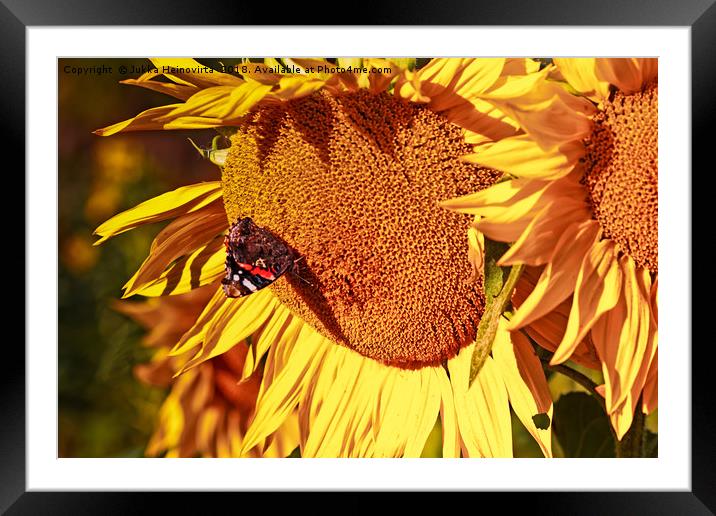 European Peacock On A Sunflower Framed Mounted Print by Jukka Heinovirta