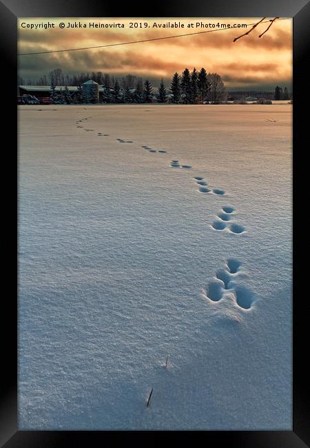 Rabbit Footprints In The Sunset Framed Print by Jukka Heinovirta