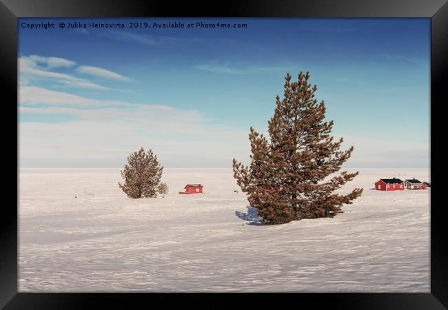 Pine Trees On An Icy Beach Framed Print by Jukka Heinovirta