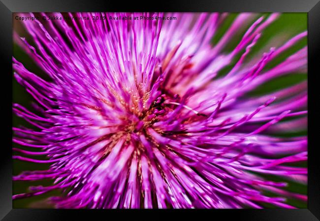 Thistle From Above Framed Print by Jukka Heinovirta