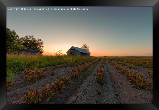 Sunset Over The Potato Rows Framed Print by Jukka Heinovirta