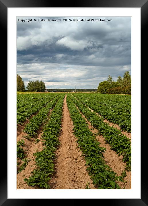 Potato Fields Under the Dramatic Skies Framed Mounted Print by Jukka Heinovirta