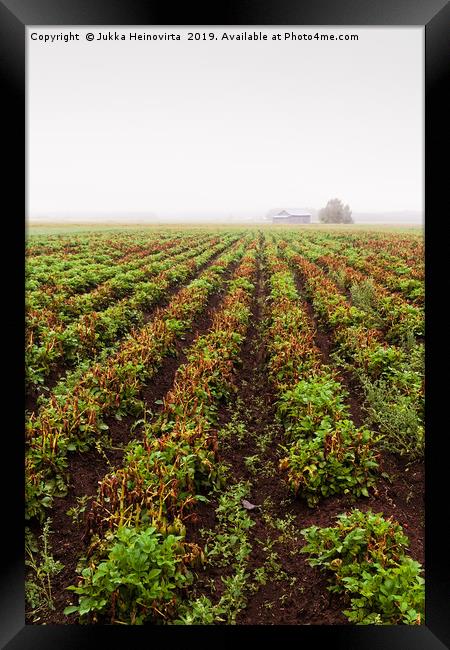 Rows Of Potato On A Misty Morning Framed Print by Jukka Heinovirta