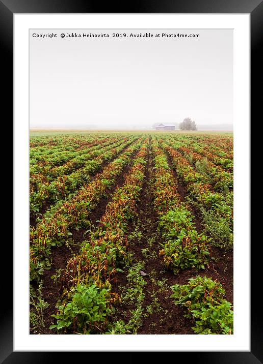 Rows Of Potato On A Misty Morning Framed Mounted Print by Jukka Heinovirta