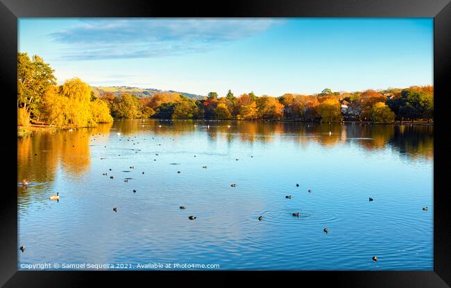 Roath Park Lake in Autumn with Ducks and Swans Swi Framed Print by Samuel Sequeira