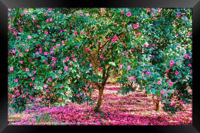 Blooming Camellia Trees with Pink Flowers Framed Print by Samuel Sequeira