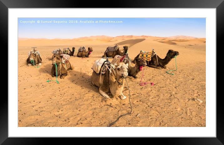  Camels resting in the  Desert   Framed Mounted Print by Samuel Sequeira