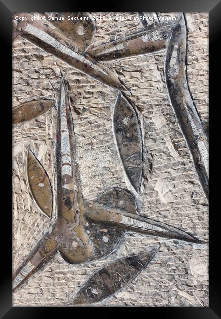 Fossilised Marine Animals in Fossil Slab  Framed Print by Samuel Sequeira