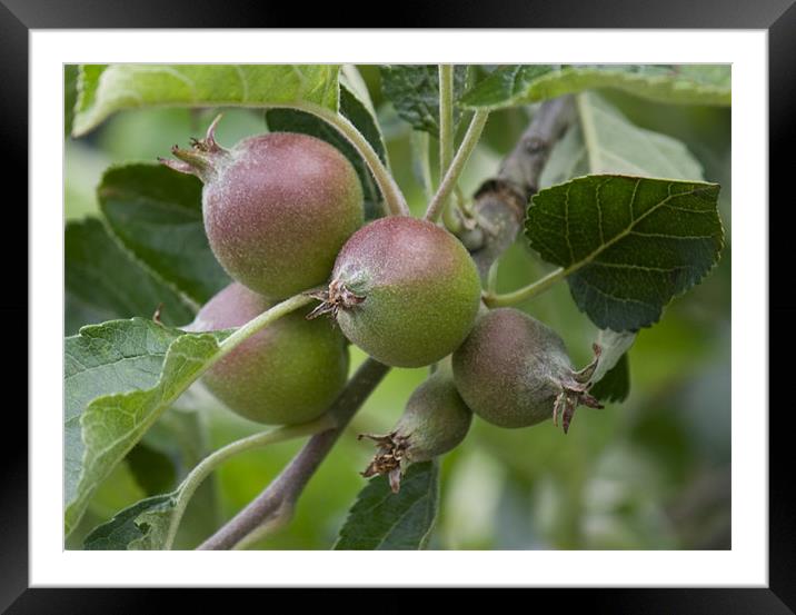 Apples to be Framed Mounted Print by Dave Holt