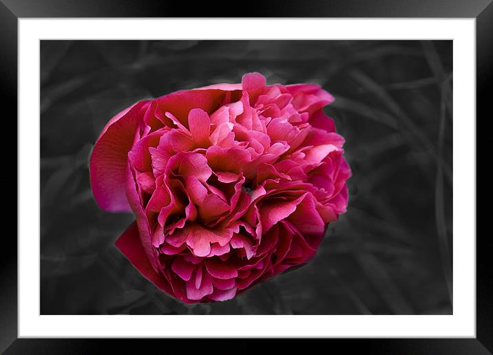 Peony Framed Mounted Print by Dave Holt