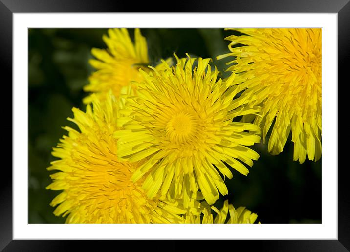 Dandy-Lions Framed Mounted Print by Dave Holt