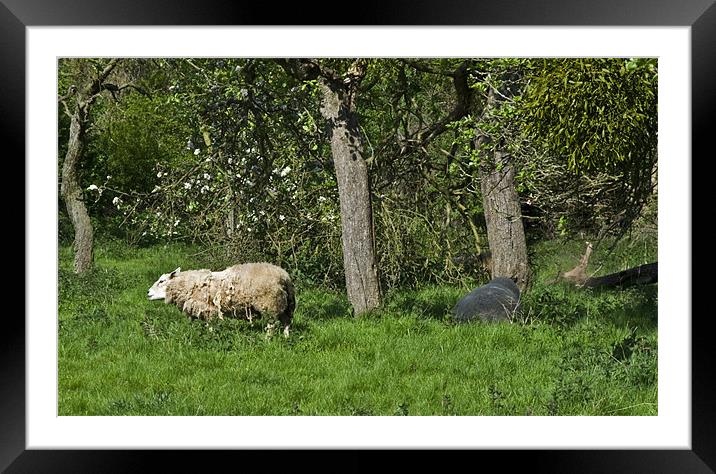 Shaggy sheep Framed Mounted Print by Dave Holt