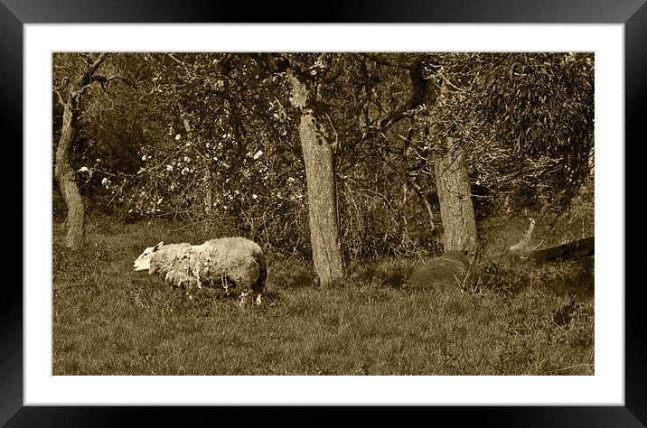 Shaggy sheep in sepia Framed Mounted Print by Dave Holt