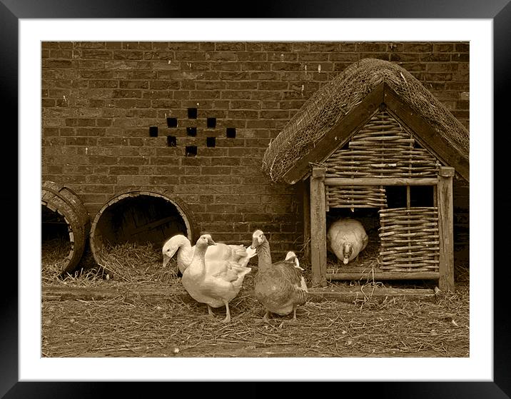 Ye olde farmyard in sepia Framed Mounted Print by Dave Holt