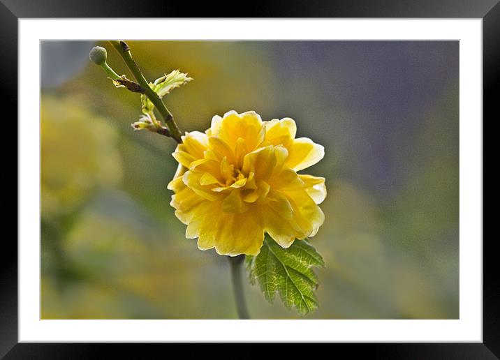 Yellow Framed Mounted Print by Dave Holt