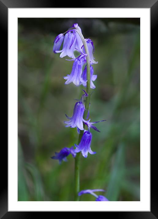 Bluebells Framed Mounted Print by Dave Holt