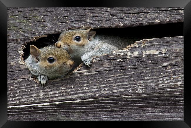 2 Squirrels in my shed Framed Print by Dave Holt
