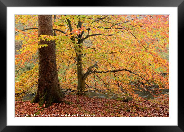 Autumn at Brock Bottom Framed Mounted Print by Alex Johnson