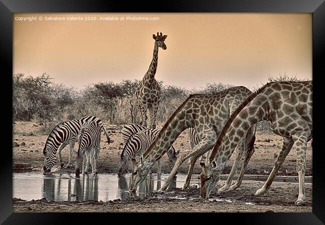 giraffe alla pozza Framed Print by Salvatore Valente