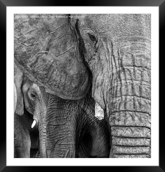 A close up of a baby elephant Framed Mounted Print by Salvatore Valente