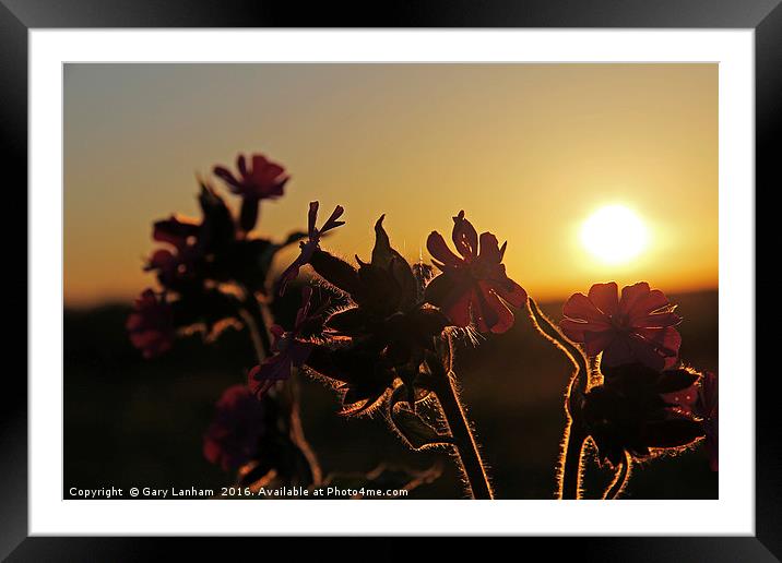 Flowering Sunset Glow Framed Mounted Print by Gary Lanham