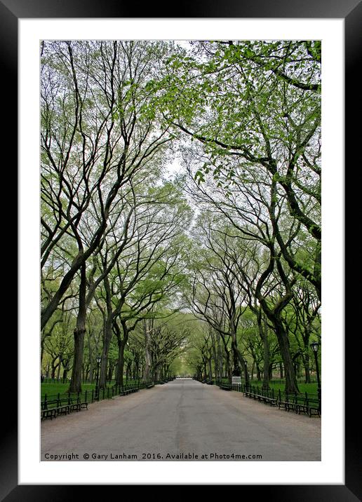 The Trees of Central Park Framed Mounted Print by Gary Lanham