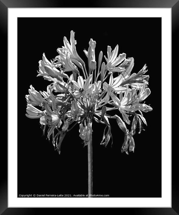 Black and White Lilies Botany Motif Print Framed Mounted Print by Daniel Ferreira-Leite