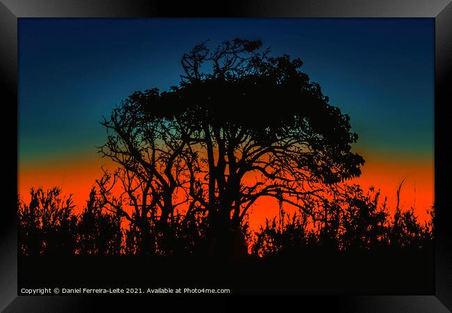 Sunset Nature Silhouette Scene  Framed Print by Daniel Ferreira-Leite