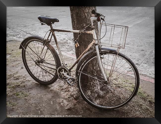 Old Bicycle Chained at Tree Framed Print by Daniel Ferreira-Leite