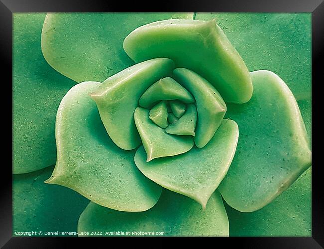 Echeveria Imbricata Detail Framed Print by Daniel Ferreira-Leite