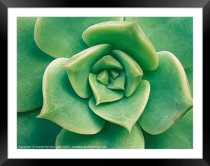 Echeveria Imbricata Detail Framed Mounted Print by Daniel Ferreira-Leite