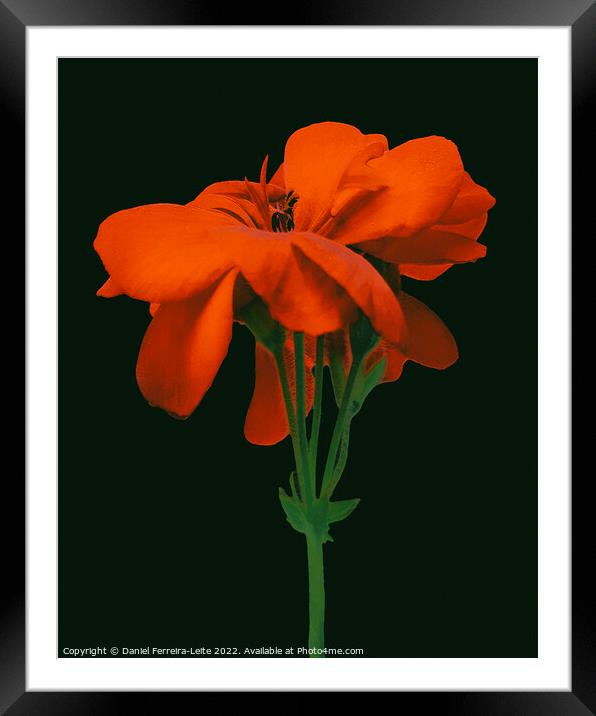 Isolated Photo Red Geranium Framed Mounted Print by Daniel Ferreira-Leite