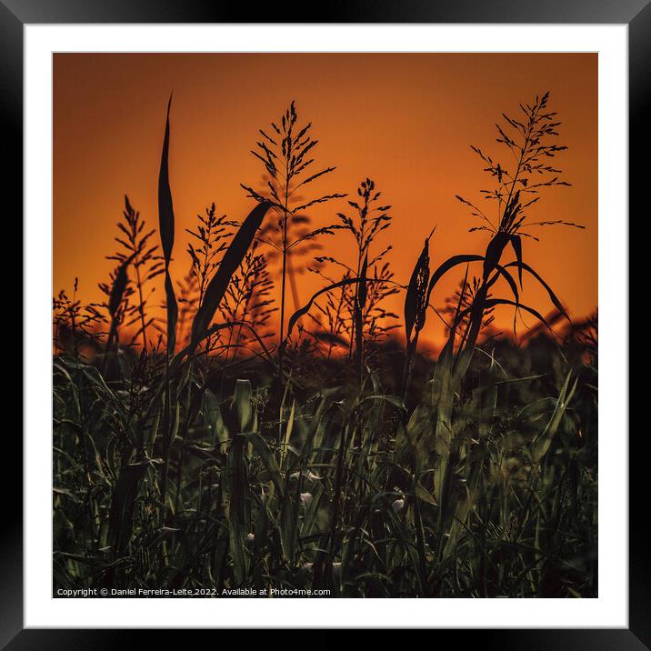 Meadow high contrast landscape Framed Mounted Print by Daniel Ferreira-Leite