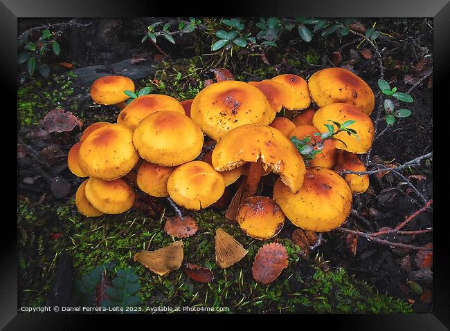 Mushrooms in patagonia forest Framed Print by Daniel Ferreira-Leite