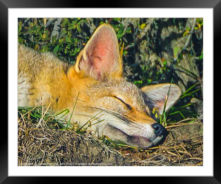 Fox sleeping closeup photo Framed Mounted Print by Daniel Ferreira-Leite